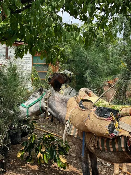 A mule enjoys a snack from the very plants it helped carry up the mountain. This moment captures the charm and unique challenges of executing a landscape design in such a remote Himalayan location.