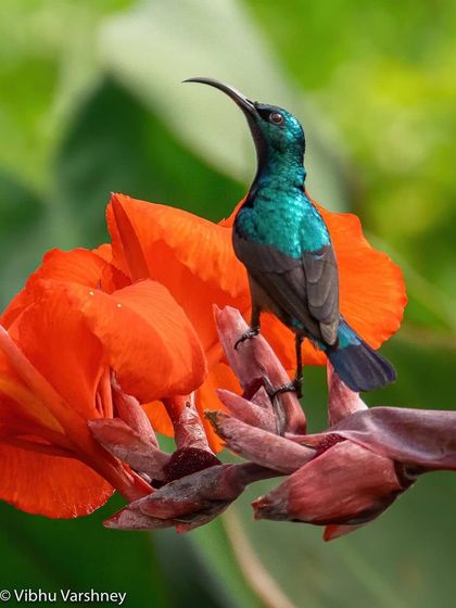 Bangalore Photographers - Find a Photographer Wildlife & Nature Photography photo 10