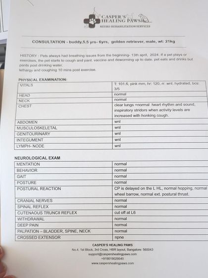 PL Paws - Animal Rescue & Rehabilitation How Your Donations Help: Our Medical Cases photo 26