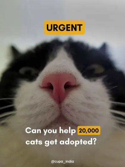 Cupa - Spay/Neuter & Animal Birth Control Our Cat Sterilization Program (TNR) photo 11