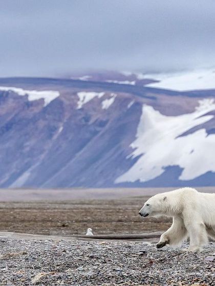 A male polar bear walking along a gravel beach, showing its adaptability to different terrains within the Arctic circle.