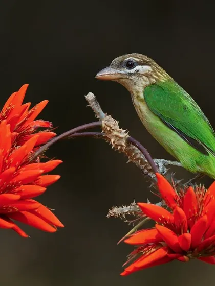 A White-cheeked Barbet framed by vibrant red coral flowers. The composition uses the flowers to create a natural and colorful frame around the bird.