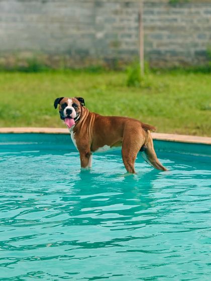 The Pawsome Camp - Dog Daycare & Boarding Splash Zone: Our Pooch Pool photo 10