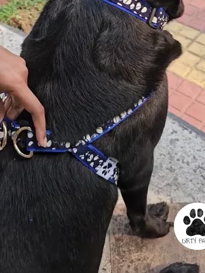 A close-up shot of the Bubble Blossom body belt on a dog, showing the secure fit and the placement of the sturdy D-rings for leash attachment.