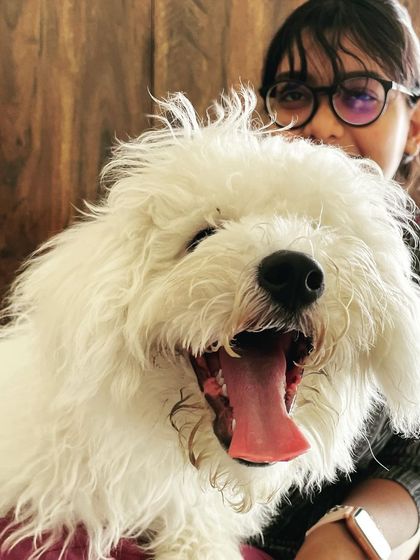 We Care Pet Creche - Home Dog Boarding Our Adorable Guests photo 7