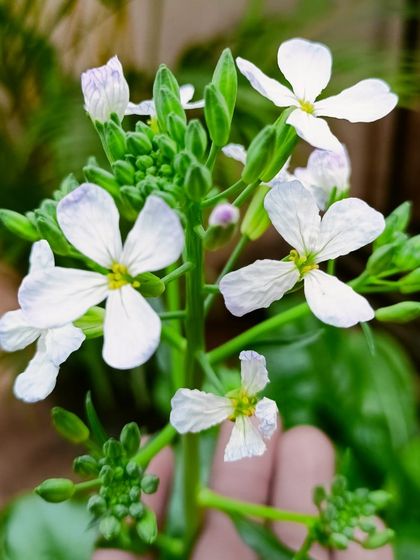 Multiplex Urban Green - Organic Gardening Supplies The Joy of Gardening: Our Community photo 9