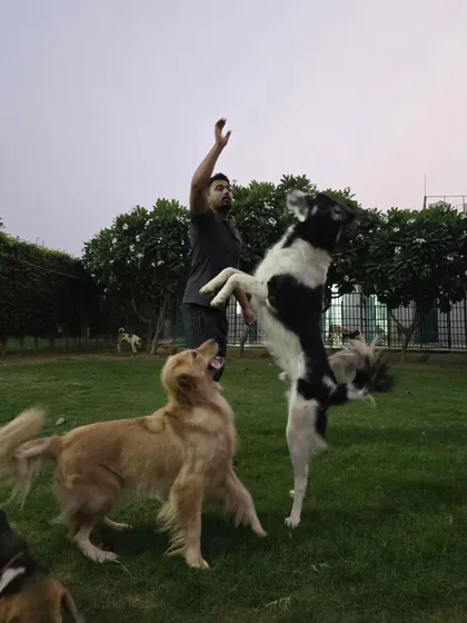 This is a great example of advanced focus training. This Border Collie is holding a perfect 'jump' position, waiting for the command. This level of impulse control is what we strive for in our board and train programs.