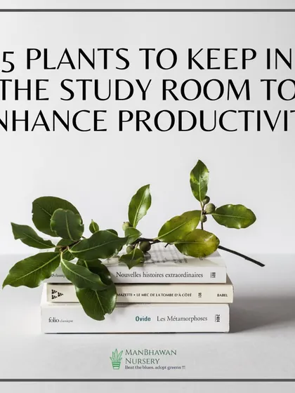 Keeping certain plants in your study room can help enhance productivity. This image introduces our list of 5 plants that can create a more focused and calm environment for work or study.