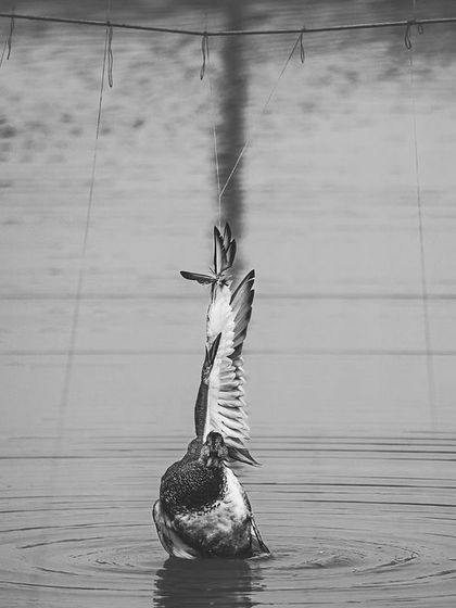 A duck entangled in a fishing net. Abandoned 'ghost nets' and active fishing lines pose a hidden but deadly threat to wetland birds.