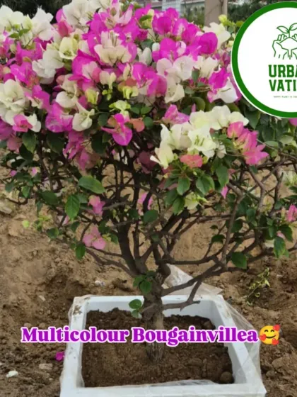 A beautiful mixed-colour Bougainvillea with pink and white flowers.