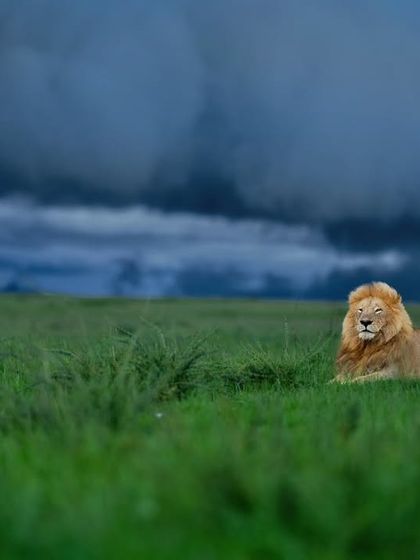 Lions & Cheetahs of the African Savannah photo 17
