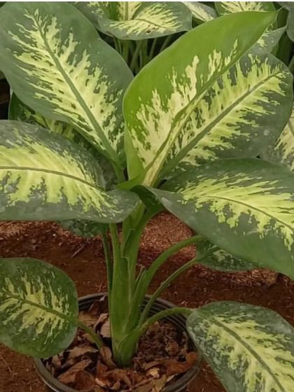 A large Dieffenbachia plant. These are great for filling up space and cleaning the air.
