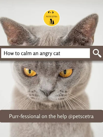 Cats can be mysterious, and an angry or stressed cat can be a real worry. If you are struggling to understand your cat's behavior, I offer professional consultations to help you identify the triggers and restore peace in your home.