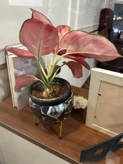 Even a single, elegant plant can elevate a workspace. This pink Aglaonema in a stylish kintsugi-inspired pot adds a touch of color and personality to this office desk.