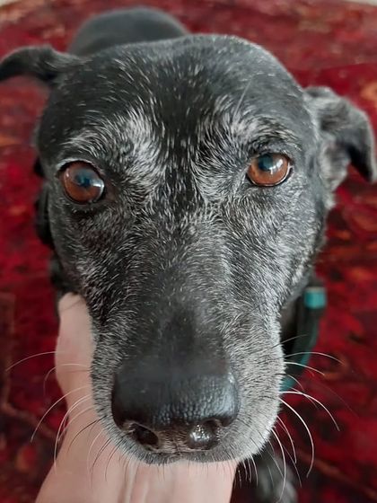 The soulful eyes of a senior dog. We provide gentle and attentive care for our older guests, ensuring they are always comfortable and happy.