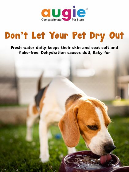 Augie Pets - Pet Grooming Services Seasonal & Health Care Guides photo 15