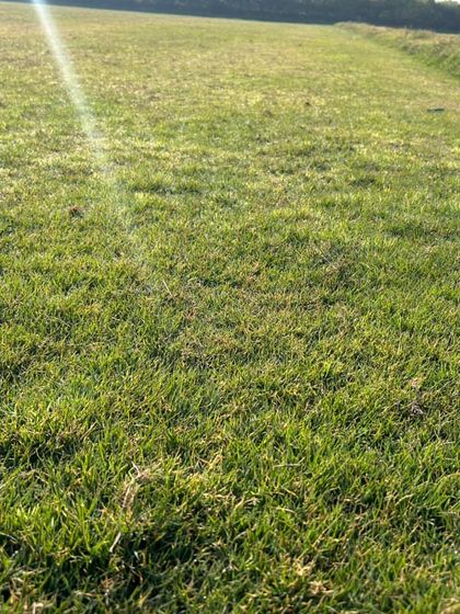 Another close-up perspective of the lawn, highlighting the thick and lush carpet of grass that I can install in your garden.