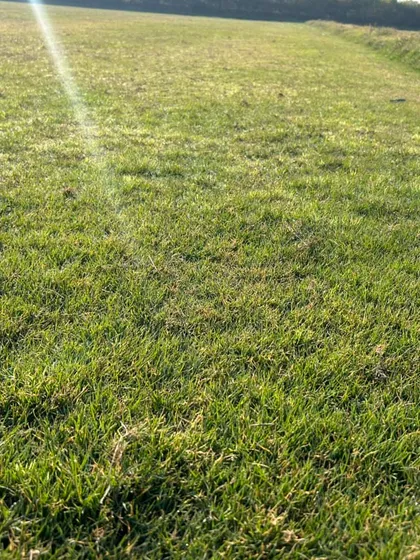 The sun shining on a patch of my healthy lawn grass. It's grown organically and is completely safe for families.