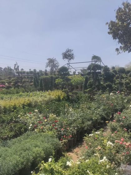 Rows upon rows of healthy plants, from groundcover to tall shrubs, all grown with care at our nursery.