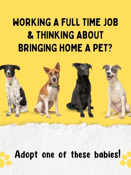 Charlie's Animal Rescue Centre - Animal Welfare Advocacy Be Their Voice: Advocacy & Awareness photo 11