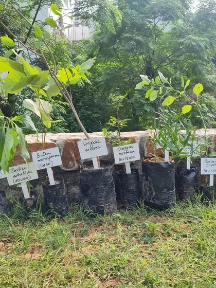 A display of native Aravali saplings, including Butea monosperma and Diospyros montana, ready to be planted by our partners at the Ghata Bundh restoration site.