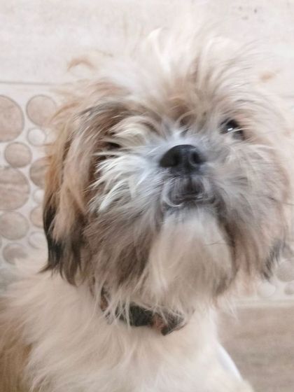 A close-up of the messy fur before grooming, a familiar sight that I am expert at handling.