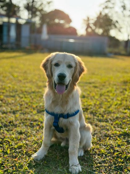 The Pawsome Camp - Dog Daycare & Boarding Our Pack: Portraits from the Camp photo 48