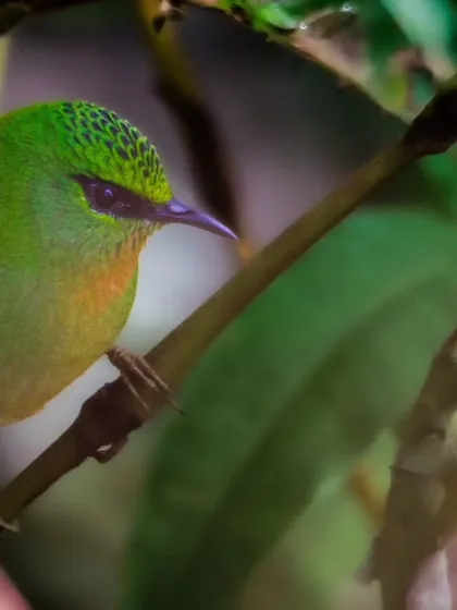 The Fire-tailed Myzornis, a tiny warbler-like bird with striking green plumage and a flash of red in its tail. Finding this gem in the dense foliage is always a thrill.