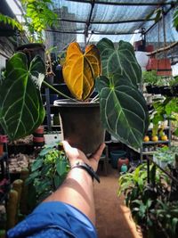 Plant Nursery and Sales