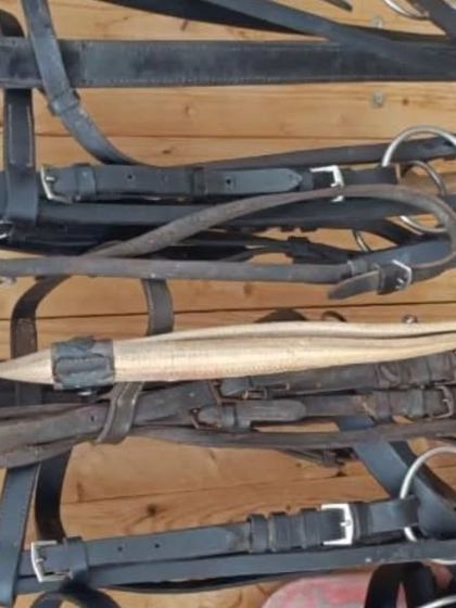 More of our tack collection, including various bridles and martingales. We invest in high quality gear for the safety and comfort of our horses and riders.