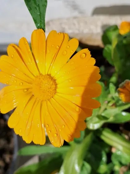 Bhardwaj - Urban Gardening Consultation A Riot of Colorful Flowers photo 135