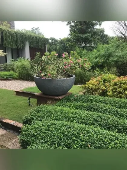 A large stone planter with flowering adeniums provides a focal point in this zen garden. The sculptural form of the planter and the plant contrasts with the flat planes of the garden design.