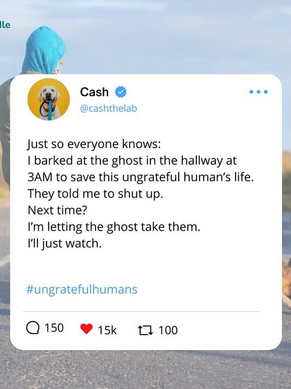 Kuddle - Pet Behaviour & Training It's a Dog's Life (And We're Just Living In It) photo 38