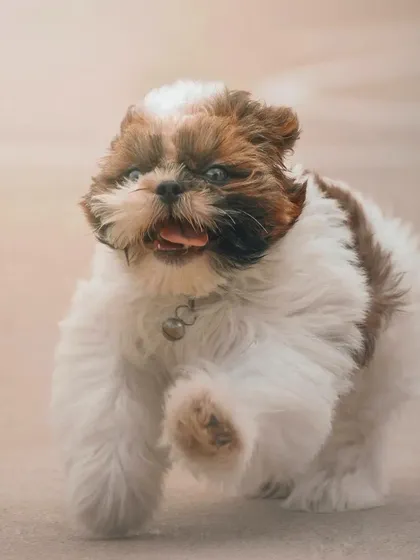 Small dogs have the biggest personalities. This little Shih Tzu puppy, Leo, is captured mid-trot, with his fur bouncing and a playful look in his eyes, showing that energy comes in all sizes.