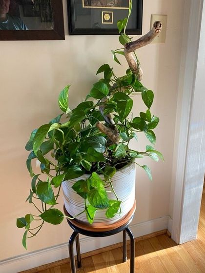 Hygrinz - Garden Design & Landscaping Our Plant & Flower Showcase photo 16