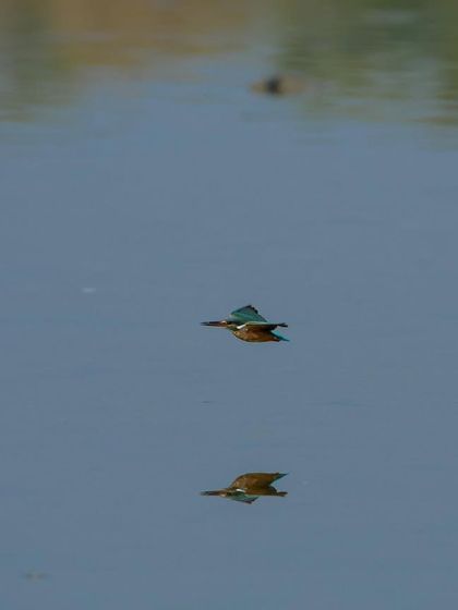 A Common Kingfisher in flight, reflected perfectly in the water below. A challenging but highly rewarding shot to get.