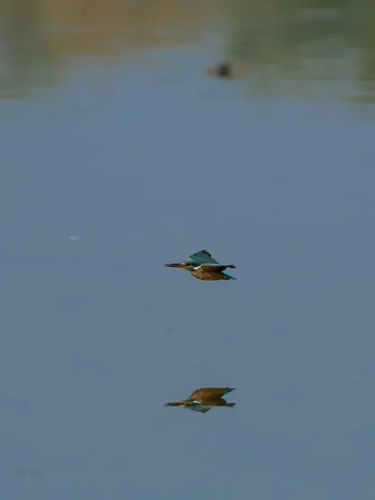 A Common Kingfisher in flight, reflected perfectly in the water below. A challenging but highly rewarding shot to get.