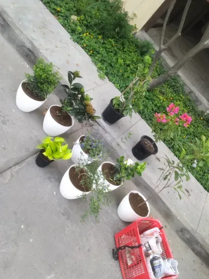 Another order of various plants in white pots, ready to be delivered from my vehicle. I handle all deliveries personally to ensure they arrive safely.