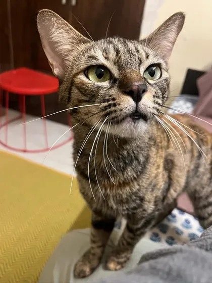 I think I caught Ms. Shifu mid-meow. She's always got something to say.