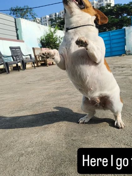 Here I go for it. She might be small, but her energy and jumping skills are massive.