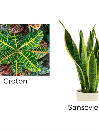 The striking yellow and green leaves of the Croton plant bring an exotic feel, while the upright form of the Sansevieria adds a modern, architectural element to any room.