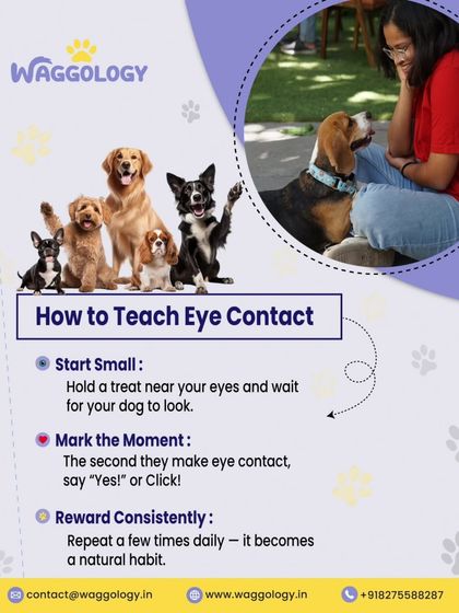 This infographic breaks down how to teach eye contact, a simple but powerful tool for connection. It's not about dominance, but about building focus and trust. I guide you through the steps: start small, mark the moment, and reward consistently.