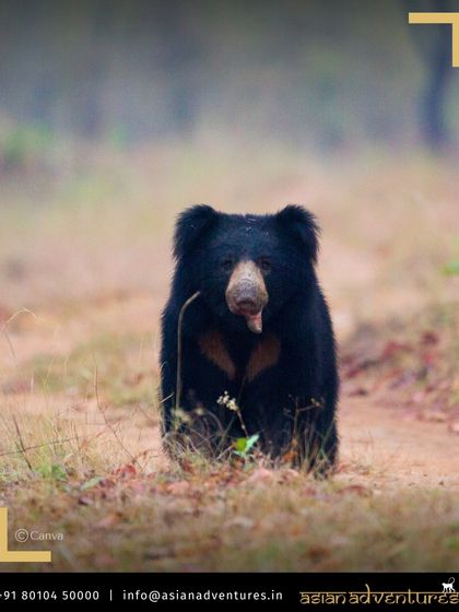 Himalayan Expeditions: Birds & Snow Leopards photo 36