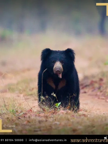 A Sloth Bear ambles through a clearing in the Himalayan foothills of Corbett National Park. While known for tigers, Corbett's diverse habitats support a wide range of mammals.