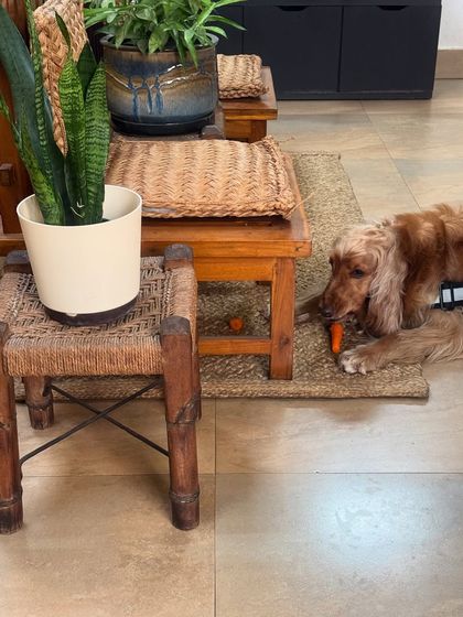 Even on vacation, Posto enjoys his healthy carrot snacks. Here he is, munching away at our homestay.
