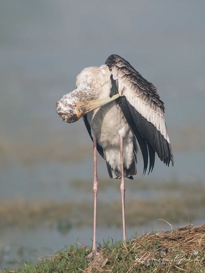 A young Painted Stork preening its feathers.