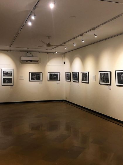 A wide view of our gallery space, meticulously arranged for the "Endangered Species" exhibition. The track lighting and clean walls ensure the focus remains entirely on the impactful photography.
