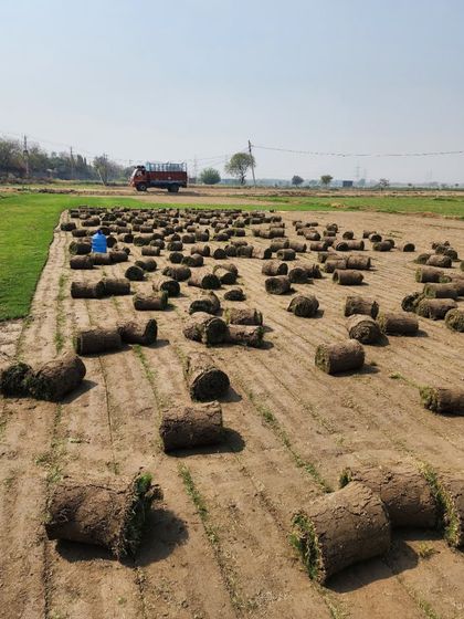 Delhi Gardner - Wholesale Plant & Turf Supply Natural Grass Turf: From Our Farm to Your Project photo 62