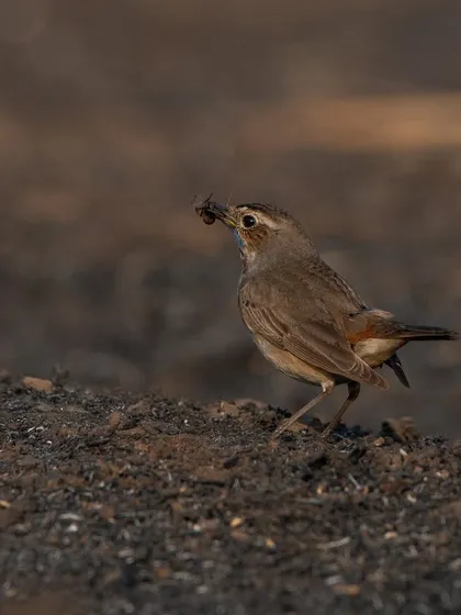 A Bluethroat enjoying its morning breakfast, a freshly caught insect.