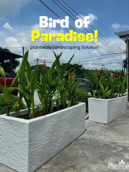 We source a wide variety of plants, including these beautiful Bird of Paradise plants, shown here in large, textured white fibreglass planters ready for a landscaping project.